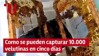 ⛔ VELUTINAS EN GALICIA | Como se pueden capturar 10.000 velutinas en cinco días