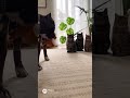 He Took the Toy — Then Noticed Who Was Watching. #animalbehavior #catanddog #unexpectedmoment #pets