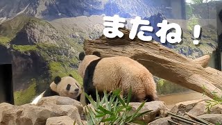 双子のパンダ シャオシャオ・レイレイ 最後の挨拶 #上野動物園 Giant Panda Xiao Xiao, Lei Lei