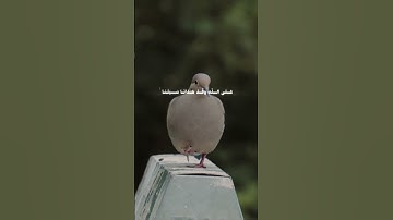 و مالنا الا نتوكل على الله و قد هدانا سبلنا | سورة إبراهيم الآية 12 الشيخ محمد صديق المنشاوي