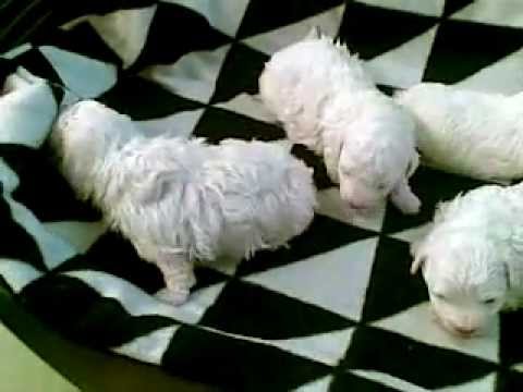 16 days old Bichon Bolognese puppies - Sissi Kennel - YouTube
