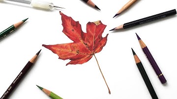 Drawing a Realistic Autumn Leaf Using Colored Pencils