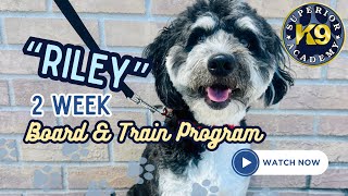 Riley’s 2 Week Board & Train | Mini Bernedoodle | Florida Dog Trainers