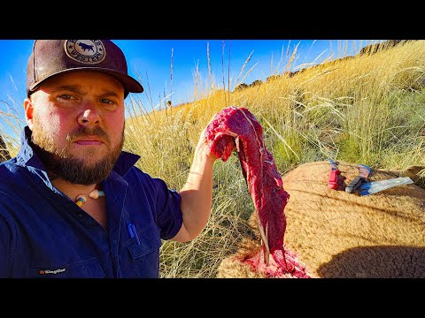 Culling wild camels in Central Australia