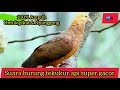 Suara Burung Kurew Tekukur Merah Tekukur Api Cuckoo Dove Ampuh Untuk Pikat Dan Nyanggong Mp3 - Mp4 Download