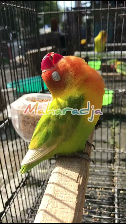 LOVEBIRD KONSLET MAHARADJA MILIK ARI SOLO