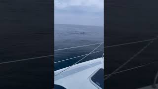 Orcas Break Yacht's Rudder and Play with It