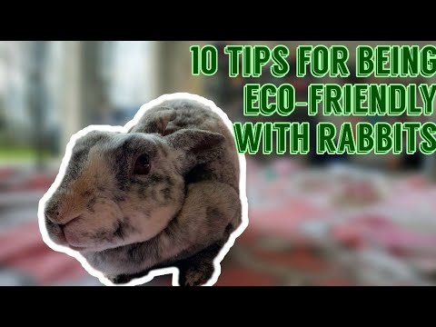 Vídeo: Bunny Care Guide: Os coelhos podem usar roupas?