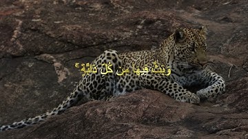 سورة لقمان آية [8-11]