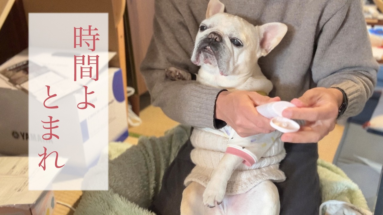 たのしく愛おしい12才の犬との暮らし