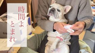 たのしく愛おしい12才の犬との暮らし