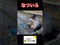 きゅうりの品種はなついろ #農ある暮らし #家庭菜園 #現代農業