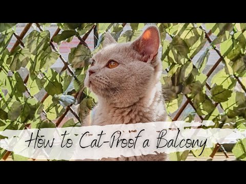 Video: 3 Ways to Take Care of a Lost Kitten