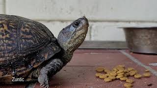box turtle stops by for some cat food by Zuntic 111 views 2 years ago 2 minutes, 14 seconds