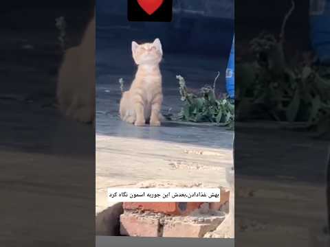 دعاشون زود میگیره چون پاکن    شلتنا  البرزخ  نزهه  المراه