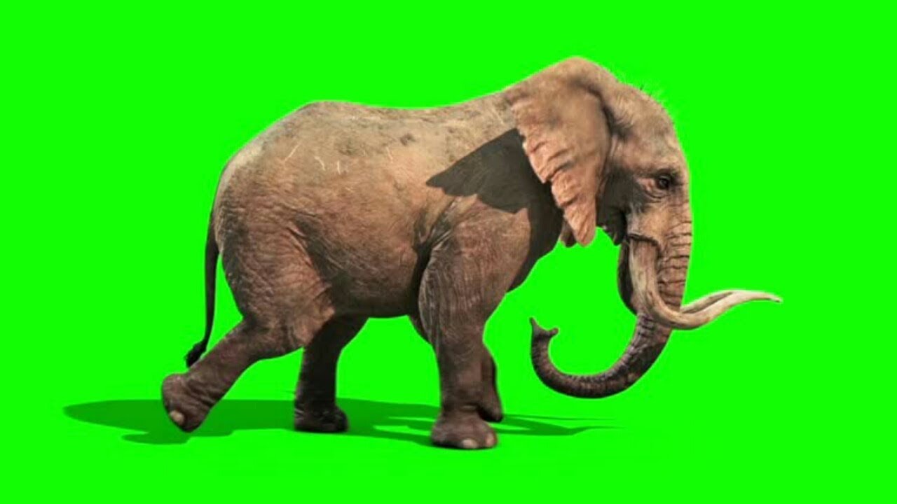 Green screen Elephant || HD - YouTube