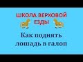 Как поднять лошадь в галоп