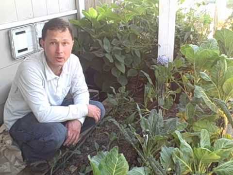Growing Vegetables in the Shade -  What Can I grow?