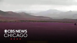 Chile's Atacama Desert blooms in middle of winter