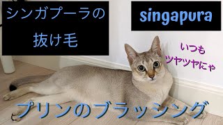 シンガプーラの抜け毛 ブラッシングする猫 A brush for cats