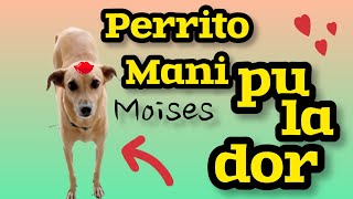 ESTE PERRITO 🐕 ES UN ARTISTA del Engaño!😄