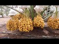 Pollination in Date Palm | tissue culture Date Palm | TC Date Palm | Barhee | Medjool | Khunezi