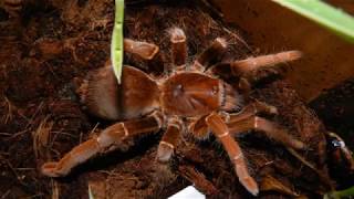 Pelinobius muticus walk (King baboon tarantula)