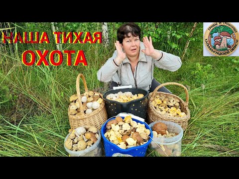 Video: Luoghi di funghi nella regione di Yaroslavl. Ci sono funghi nella regione di Yaroslavl?