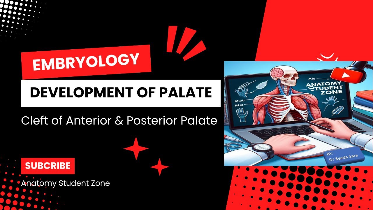 Development of the Palate: Embryology and Clinical Relevance| Anatomy Student Zone