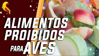 ALIMENTOS PROIBIDOS PARA AVES