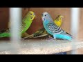 Morning sweet 🐦 Bird's sound ..#subscribe#like