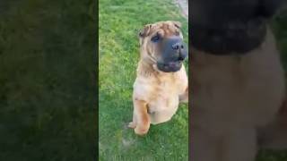 Veteran SharPei Inka, Lovely memory at her age of 12  #shorts #sharpei #dog #doglover #dogvideos