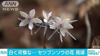 可憐な白い花「セツブンソウ」　山梨で見ごろ迎える(18/03/03)