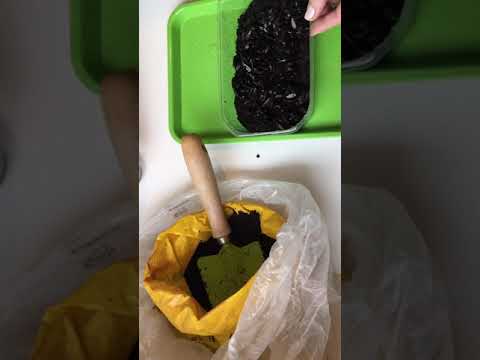 Video: Sađenje suncokreta: Kako posaditi suncokretove sjemenke