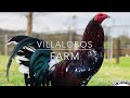 VILLALOBOS FARM - WARHORSE,SPANGLE PENNY HATCH, BROWN RED, PUMKIN