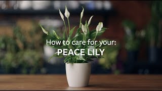 How to care for your Peace Lily | Grow at Home | RHS