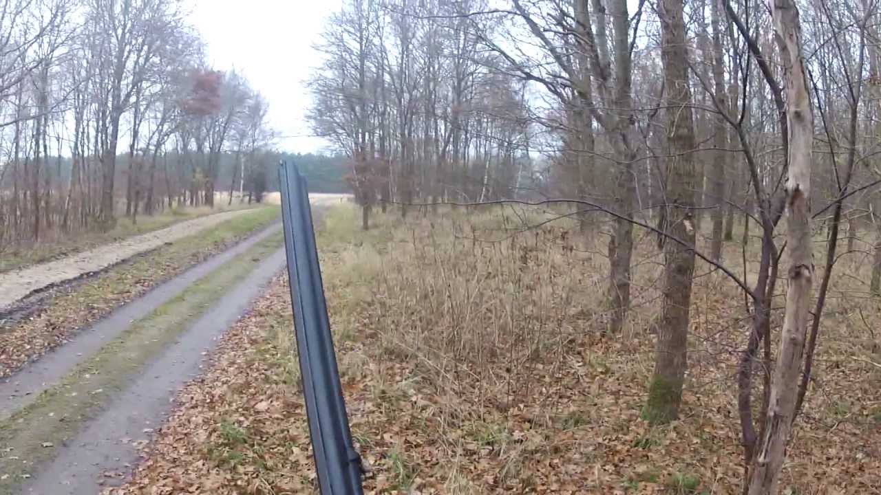 Råvildt skudt med hagl / Roe deer shot with shotgun