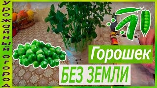 РАССАДА ГОРОШКА БЕЗ ЗЕМЛИ!(В этом видео я покажу и расскажу как можно вырастить отличную рассаду зеленого горошка без земли!!!, 2016-04-01T19:56:33.000Z)