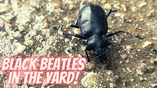 Black Beetles In The Yard! Black Beetles Surfacing Around The Valley
