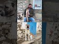Kedi ile Kangal köpeklerinin dostluğu görenleri şaşırtıyor