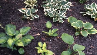 Dividing Perennials ~ Hosta ~ Hakenochloa ~ Bee balm