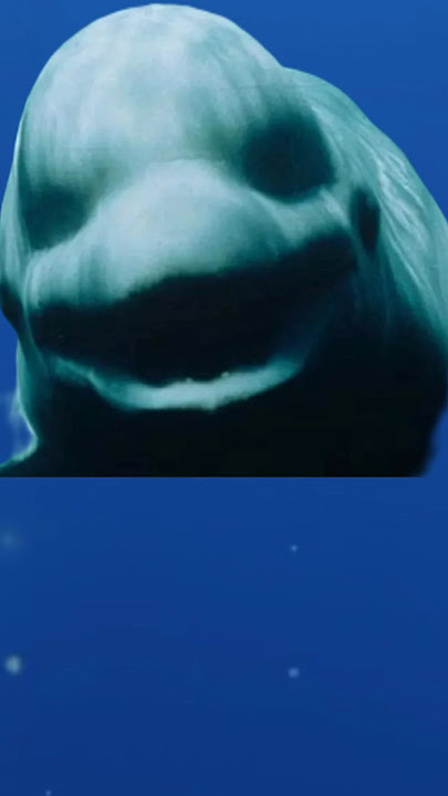 Scary sounds in the ocean part 4