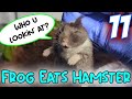 Live feeding hamster eyes can move while being eaten by a frog ep 11 