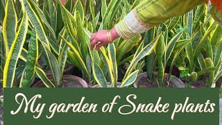 All about snake plant, care and propagation | Best indoor plant | Sensevieria