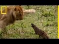Une mangouste attaque des lions
