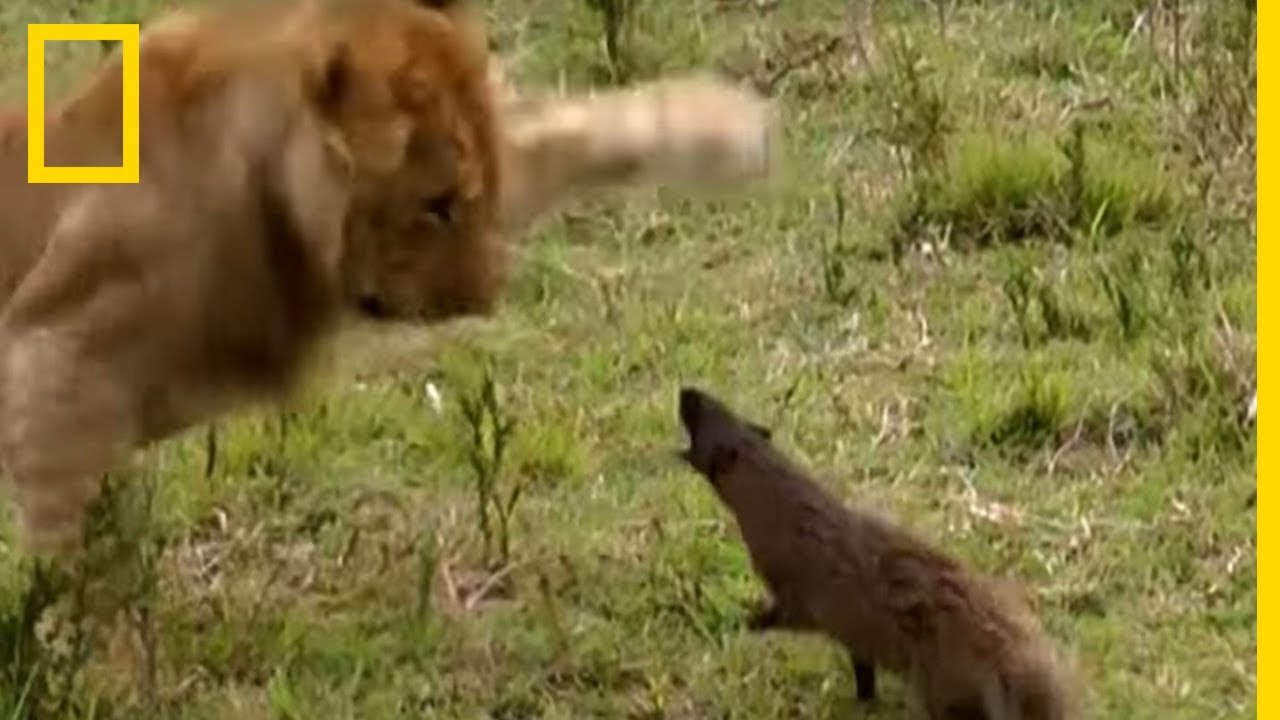 Une mangouste attaque des lions