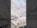 sumika / Starting Over (AL『Vermillion’s』収録) #sumika_StartingOver