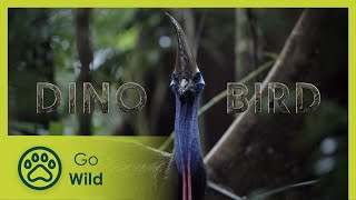 Dino Bird | Go Wild