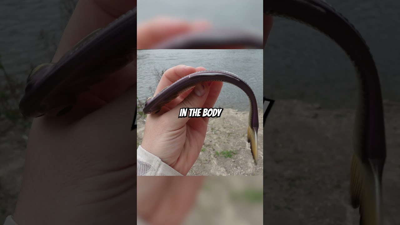 The most realistic bass fishing lure 