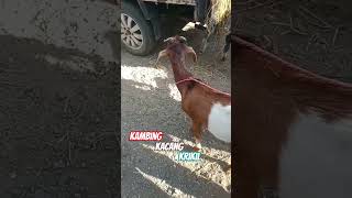 kambing kacang jantan